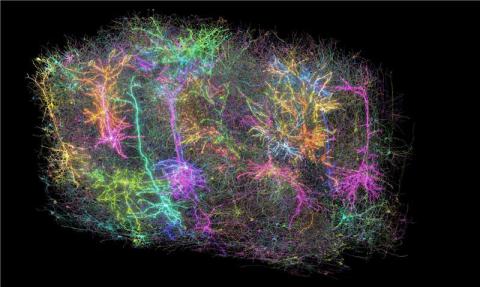 Multicolored, branched neurons displayed against a black background.