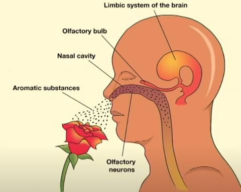 A profile image of someone smelling a rose, with labeled sensory organs