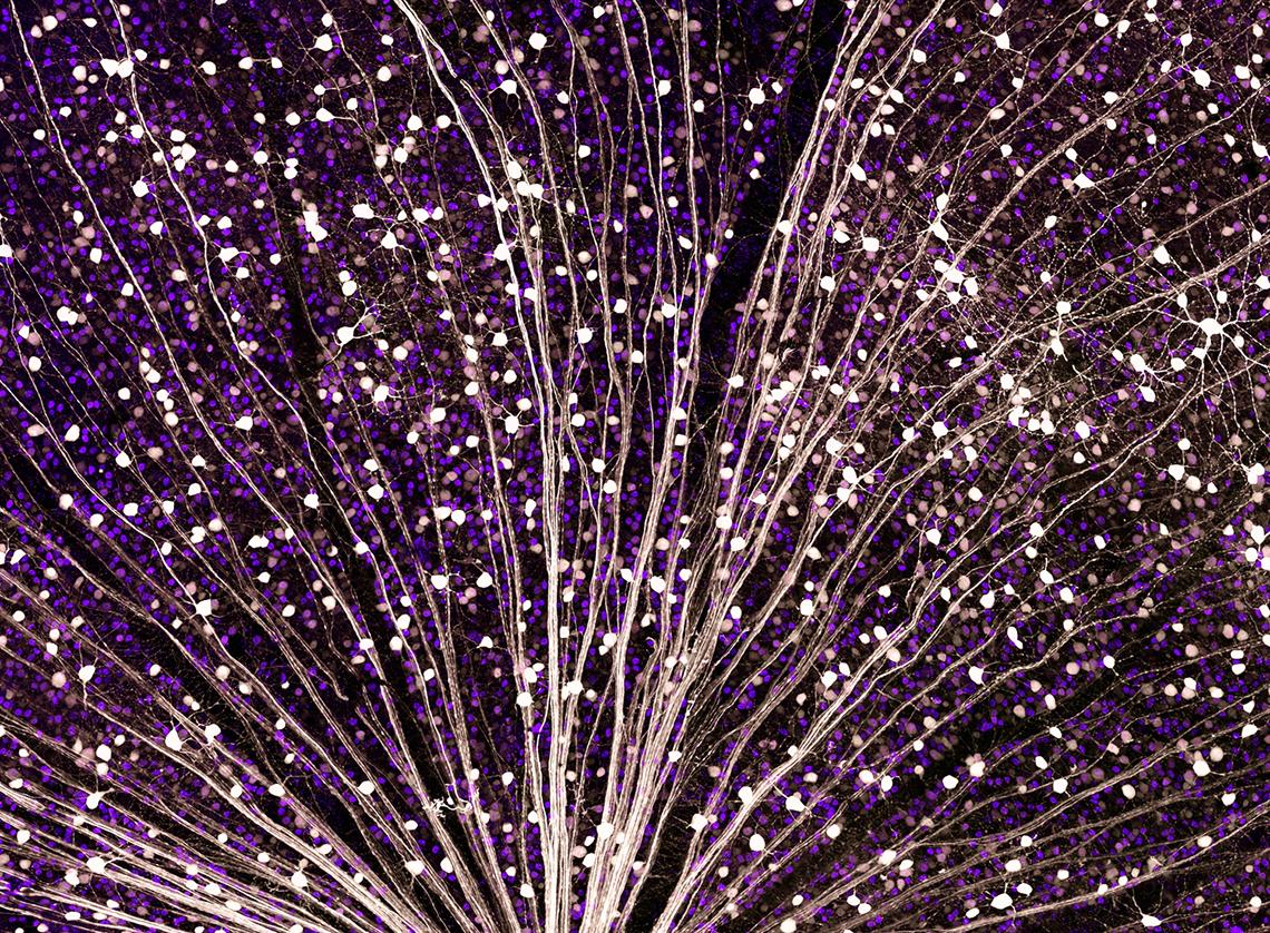 Image of a mouse retina