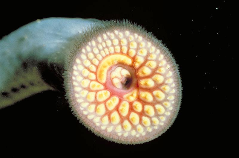 Sea lamprey