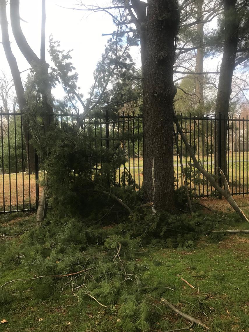 Broken limbs from a pine tree at the security fence.