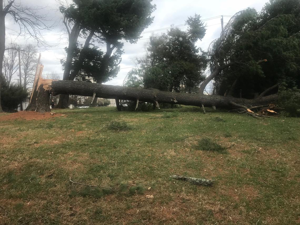 A fallen white pine tree.