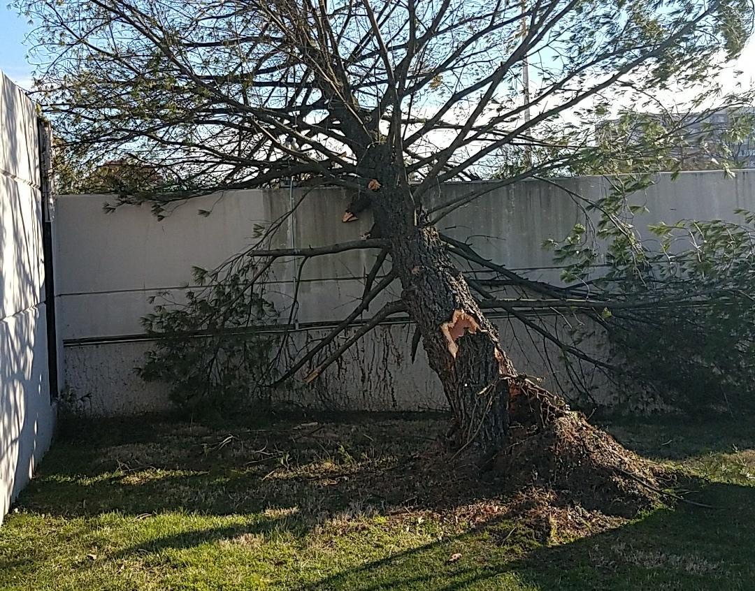 A fallen white pine tree.