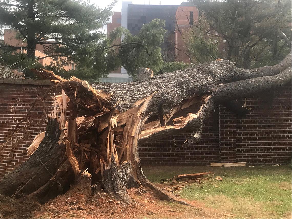 A white pine split near its base.