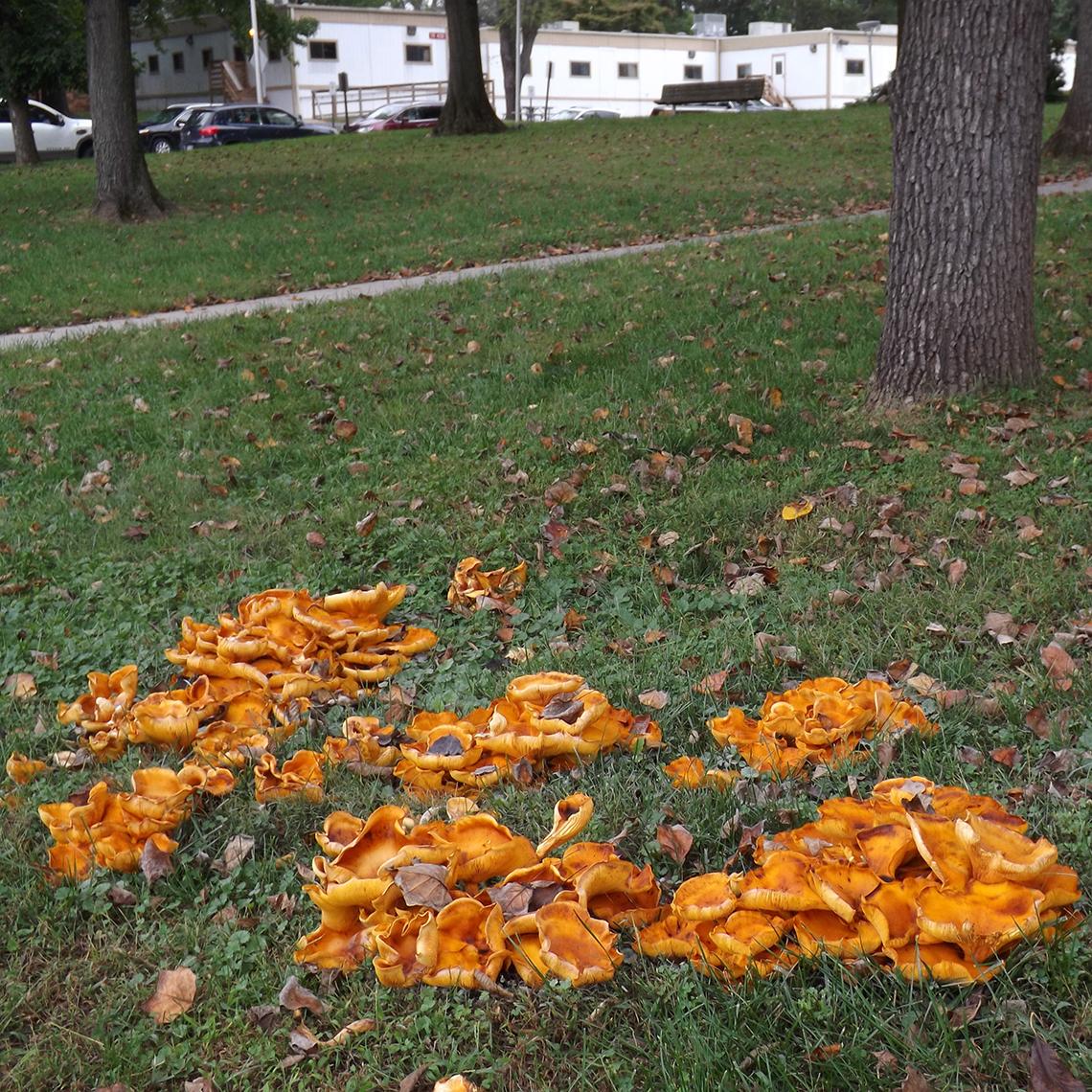  Bright orange mushrooms