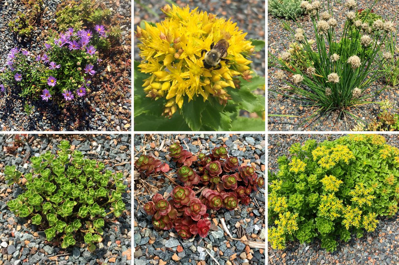 Plants that have thrived in the campus’s newest green roof environment.