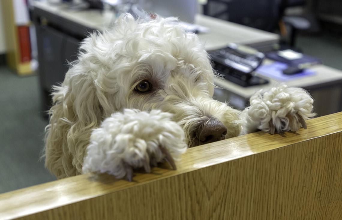 The fluffy white head of a poodle peeks over the ledge at the Children's Inn.