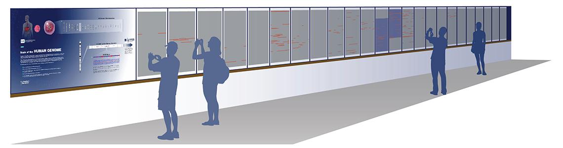 A rendering of the genome exhibit in the 4B corridor of bldg. 31, which features 24 wall panels of genome letters, only a fraction of each human genome's 3 billion bases.