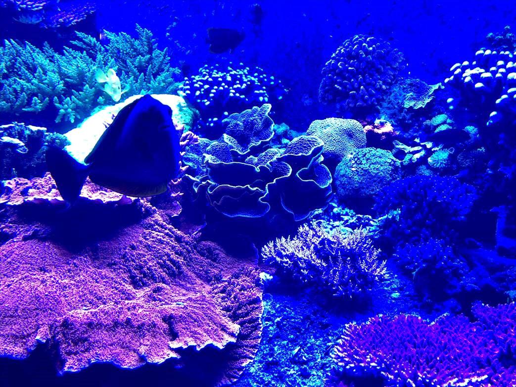 A vibrant blue photo shows purple and blue coral and fish in an aquarium.