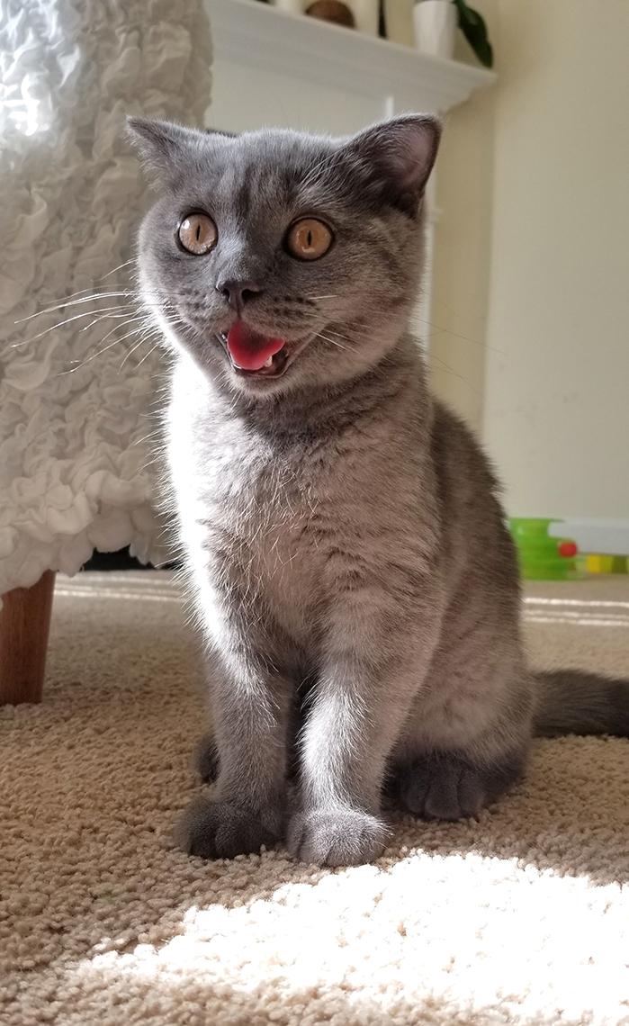 A cat with her mouth open