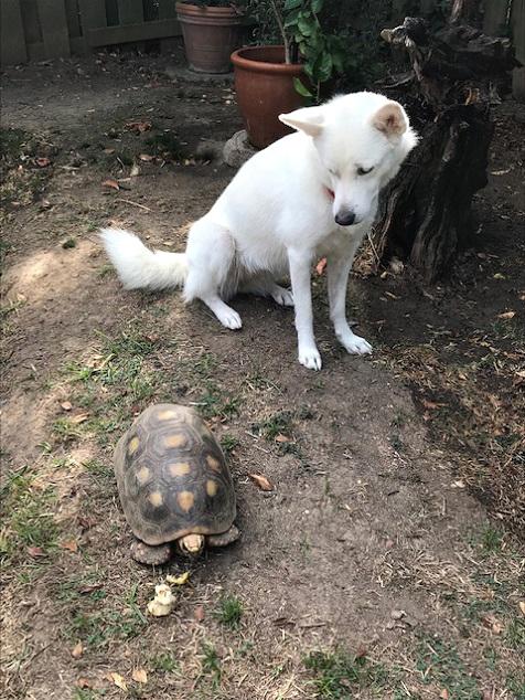 A dog looks at a turtle