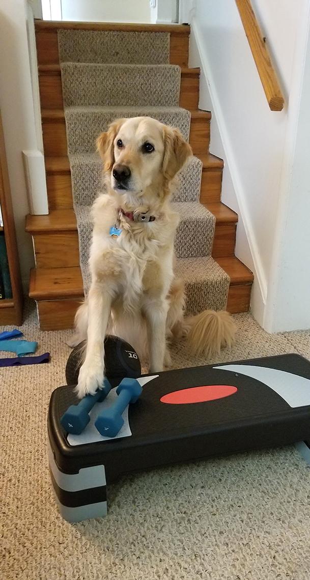 The dog has one paw on dumbbells