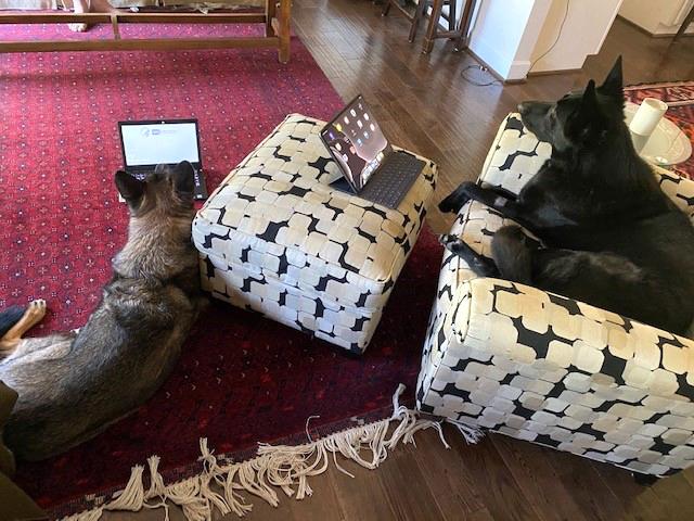 Two dogs look at laptops