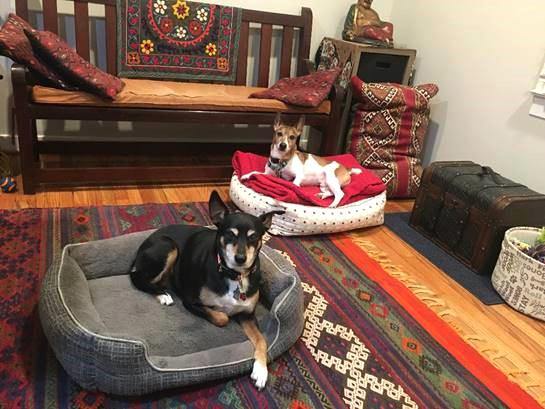 Two dogs in dog beds
