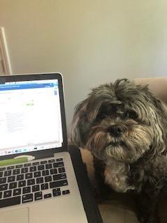 A dog sits next to a laptop screen
