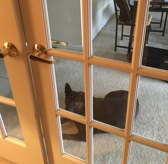 A dog sits on the other side of french doors