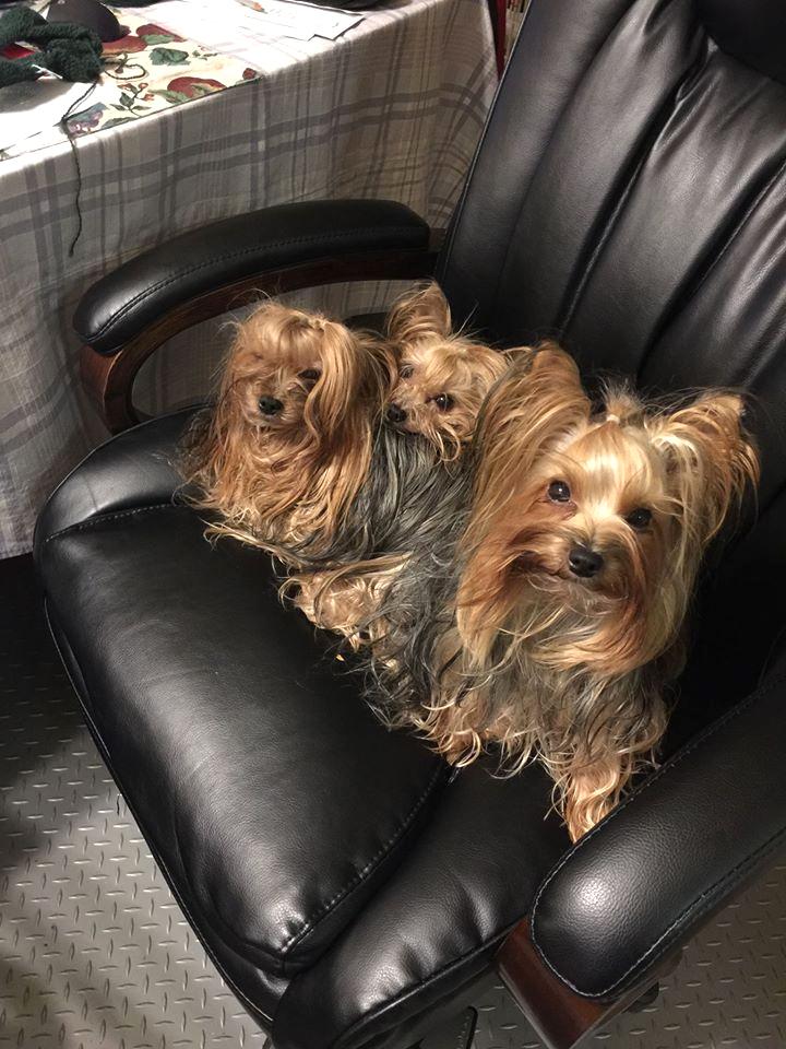 Three dogs sit in an office chair