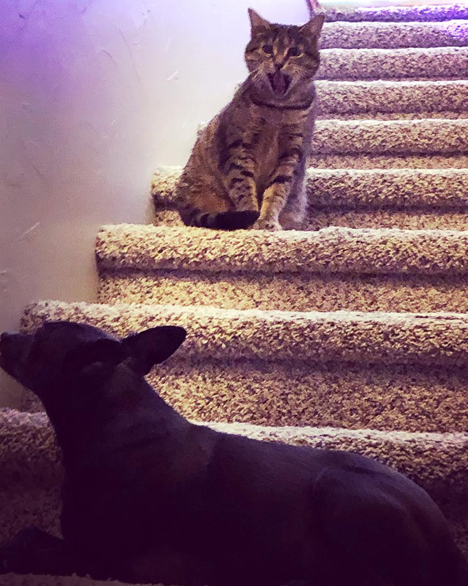A dog and cat on stairs