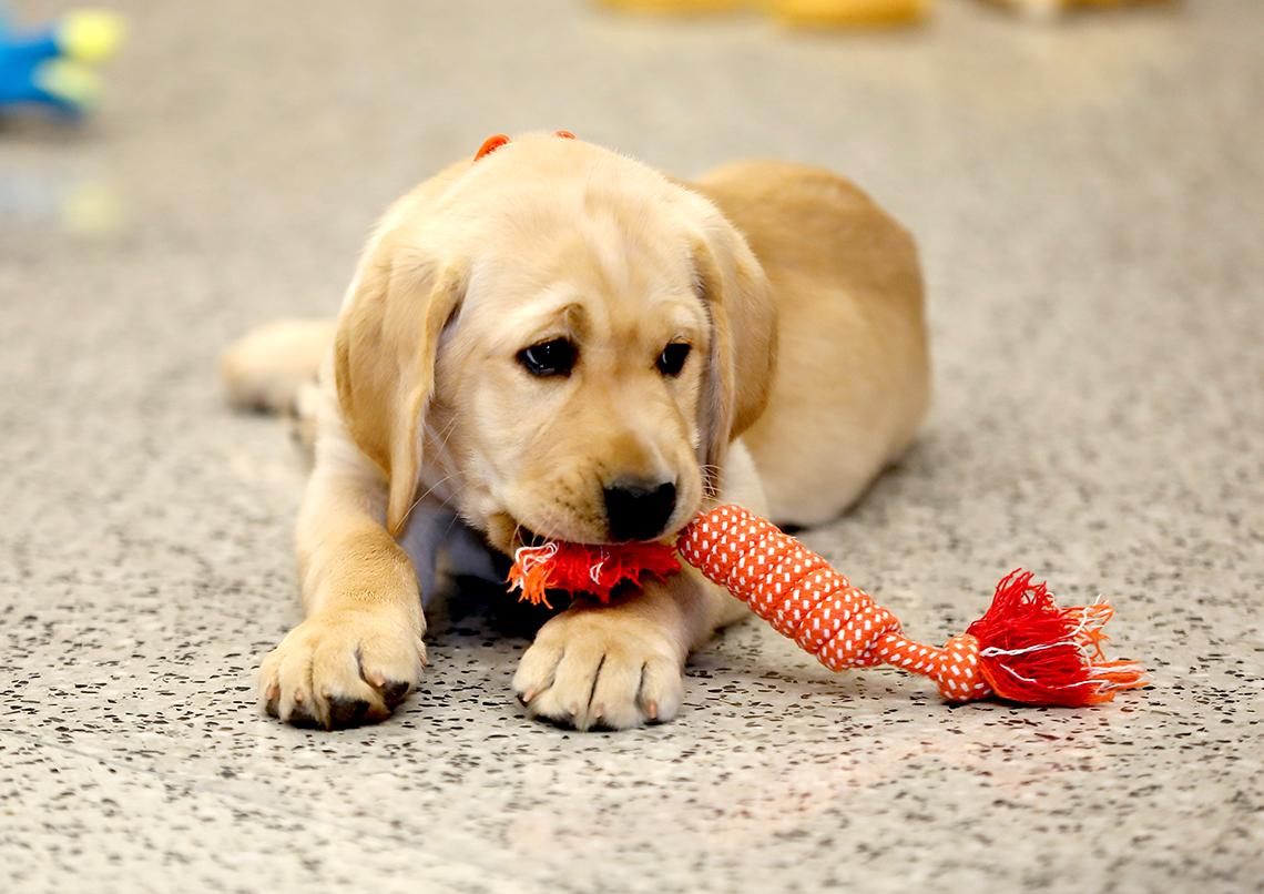 Puppy chews toy.