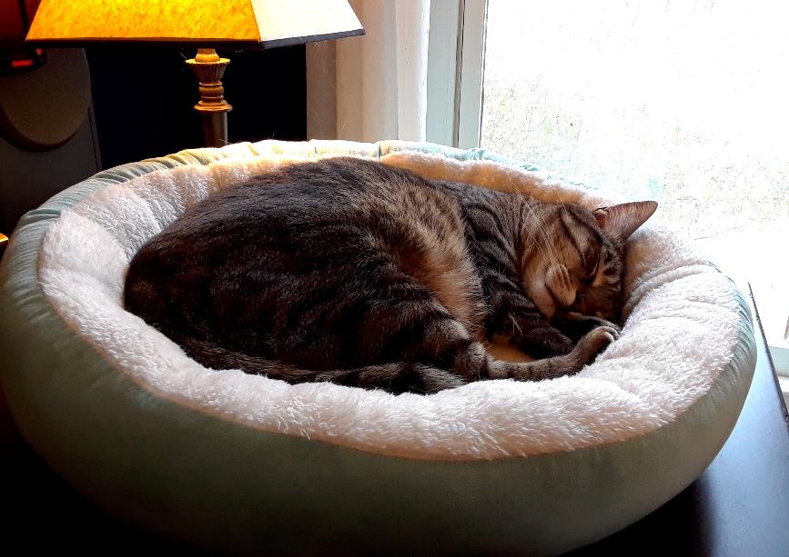 A cat snoozes curled up in his cat bed on a desk, as sunlight streams in through the window.