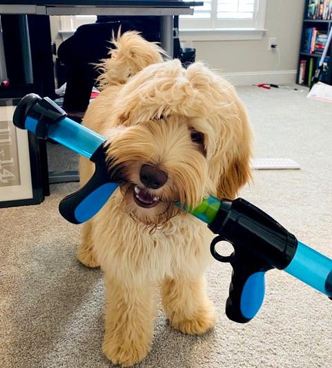 A fuzzy little pup holds a water gun in his mouth,