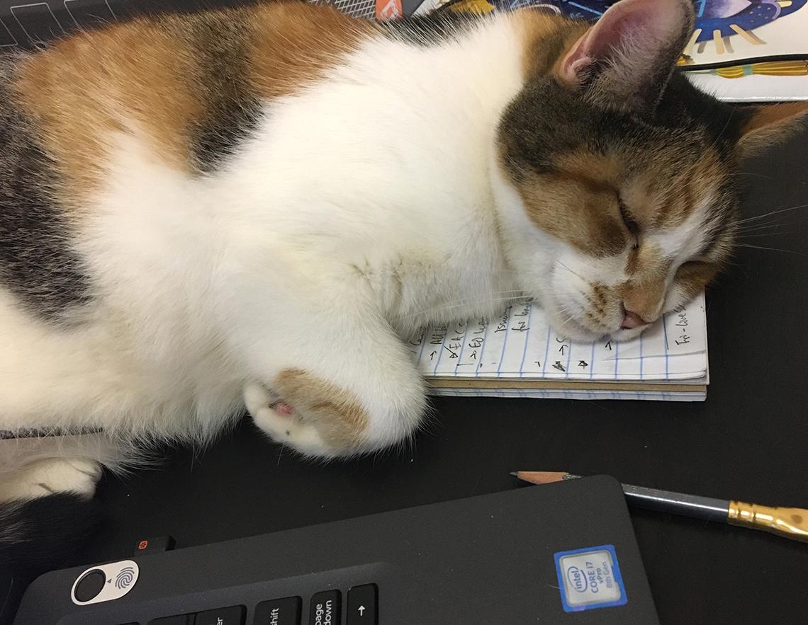 A cat naps on Fichter's steno pad 
