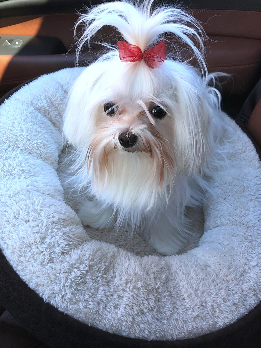 Tiny white dog wearing red bow sits in her doggie bed.