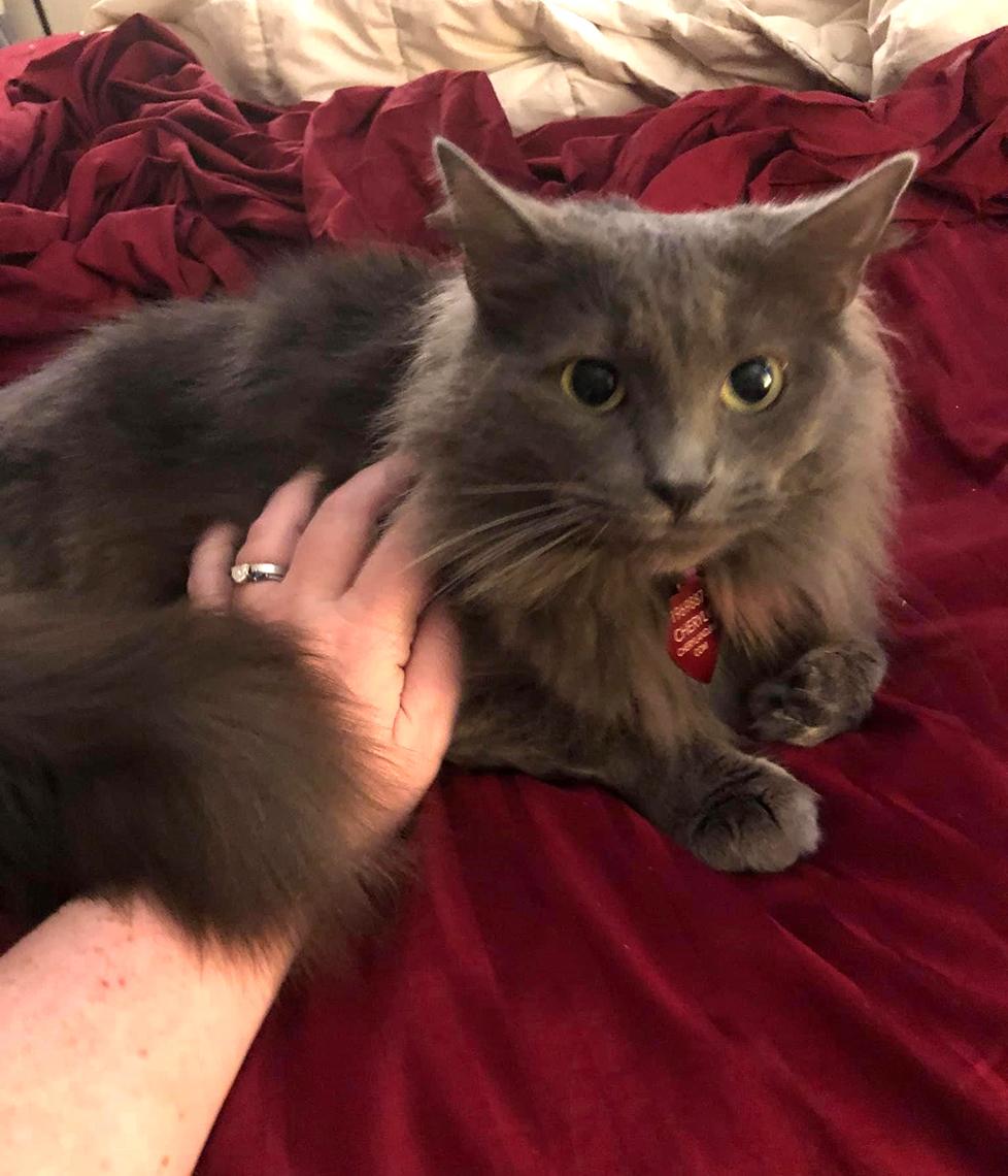 A hand strokes a grey cat that's lying on the bed