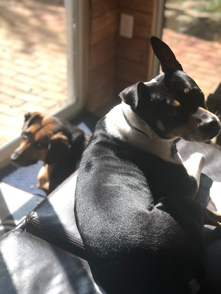 Two dogs lounge in front of corner windows