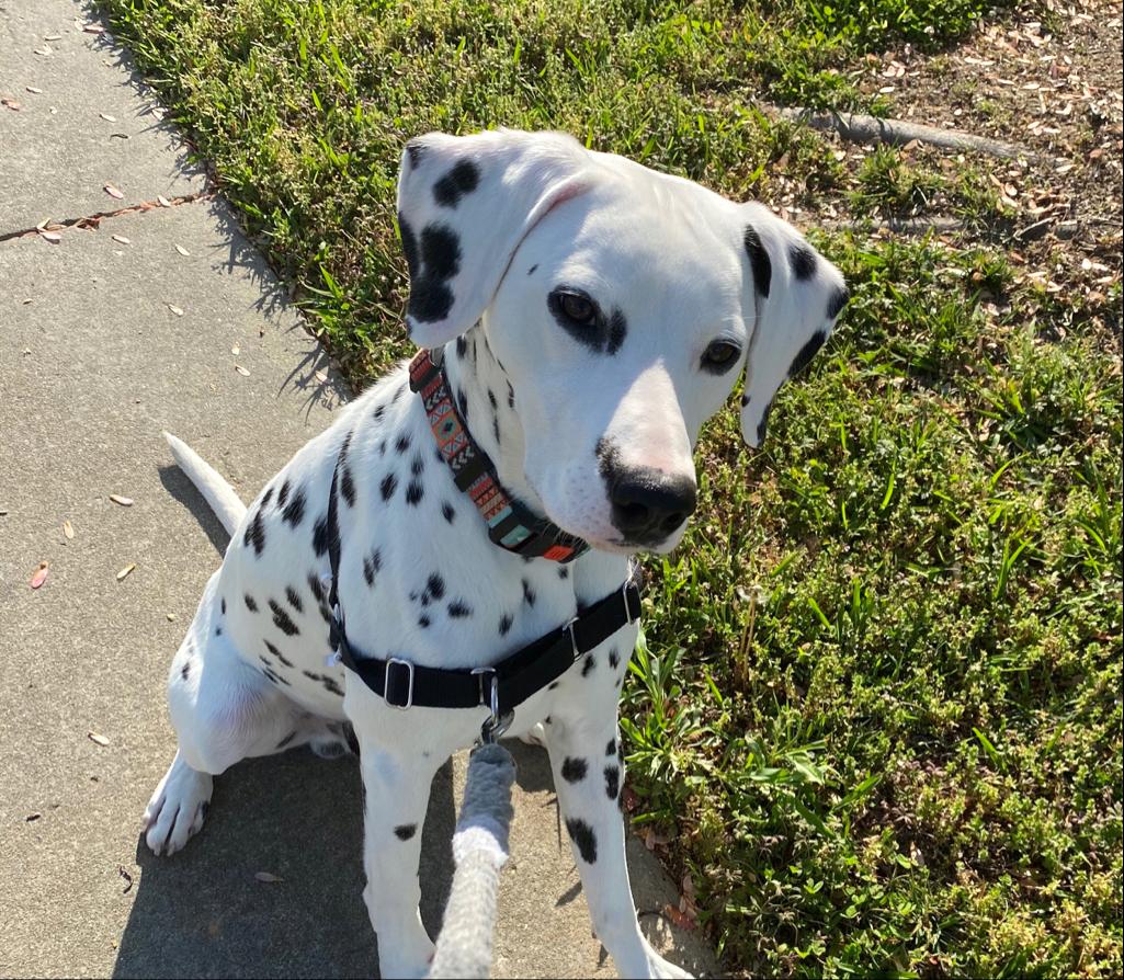 White dog with black spots