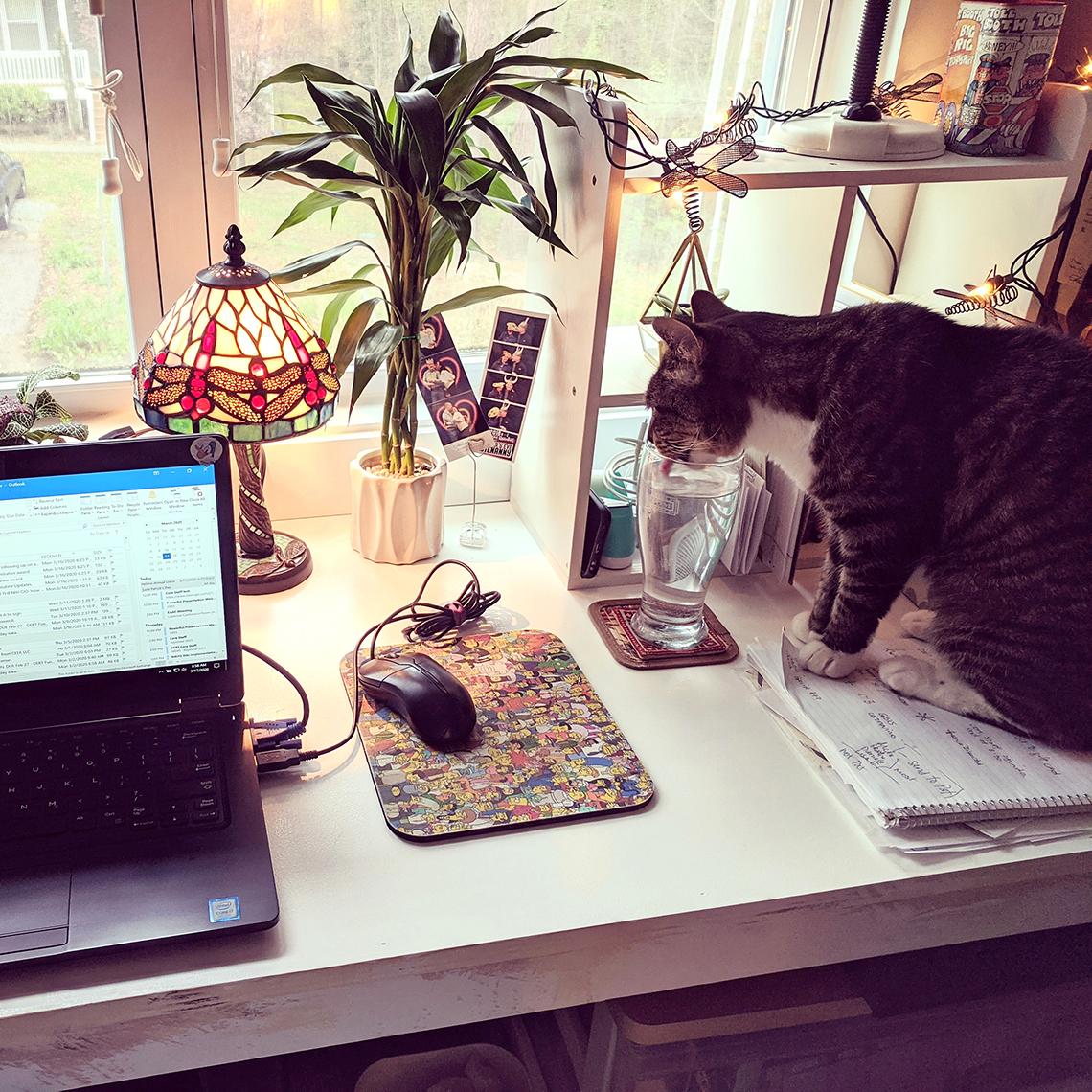 Cat sips from water glass on top of desk