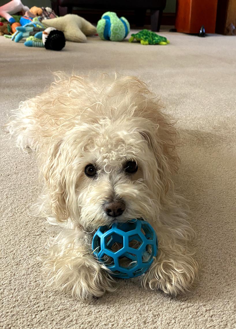 White dog with blue ball in his mouth looks into camera.