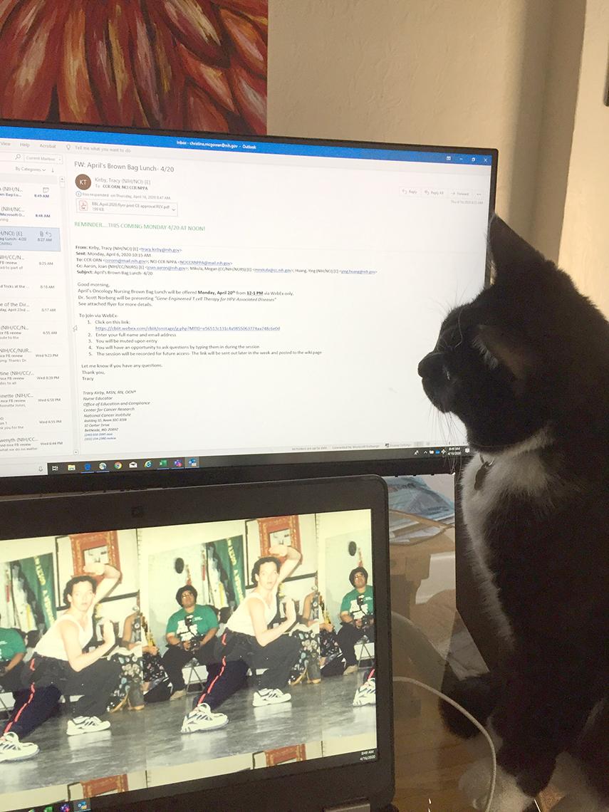 Cat sits in front of computer screen.