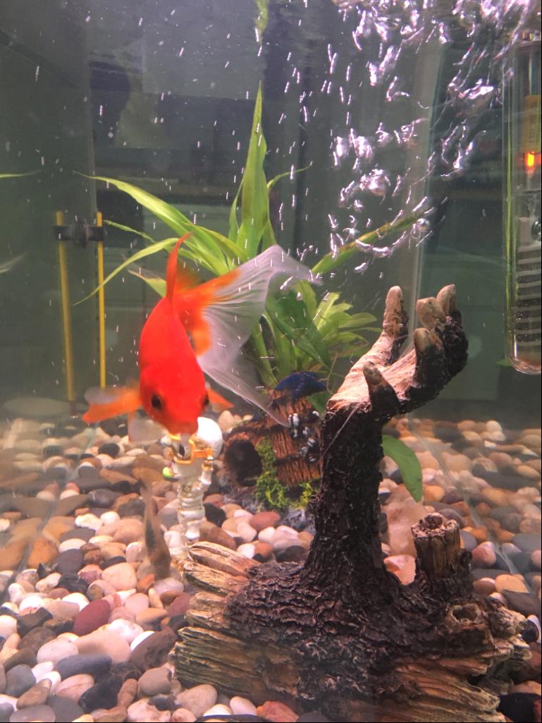 Orange fish swims toward camera