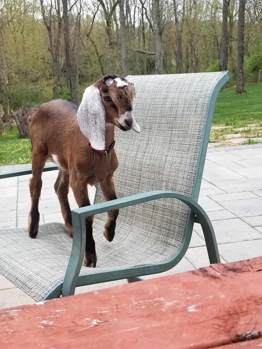 Goat stands on patio chair