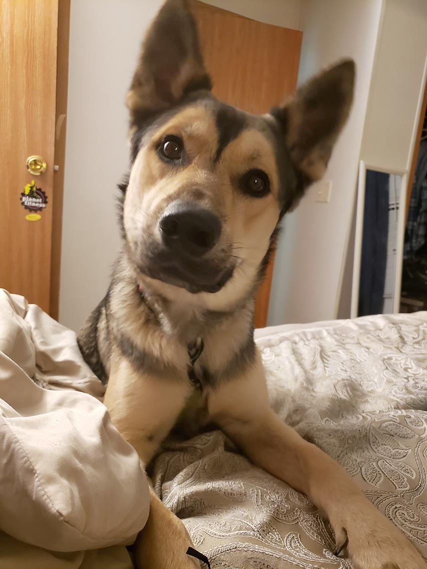 Close-up of German shepherd looking into camera