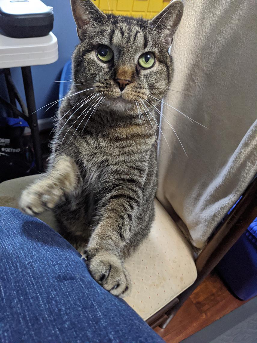 Cat looks up from blue-jeaned knee.