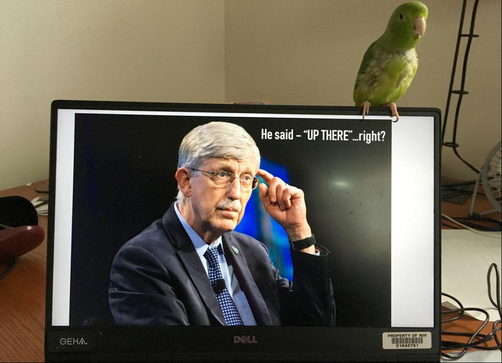 Bird perched atop computer monitor with image of NIH director Dr. Francis Collins showing on screen