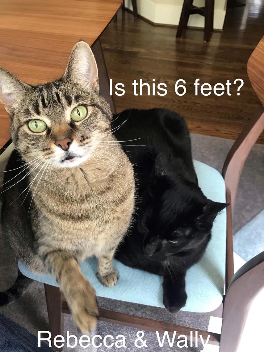 Two cats with captions "Is this 6 feet?" "Rebecca & Wally"