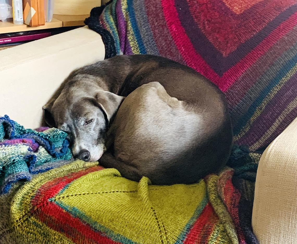 Dog curled up sleeping