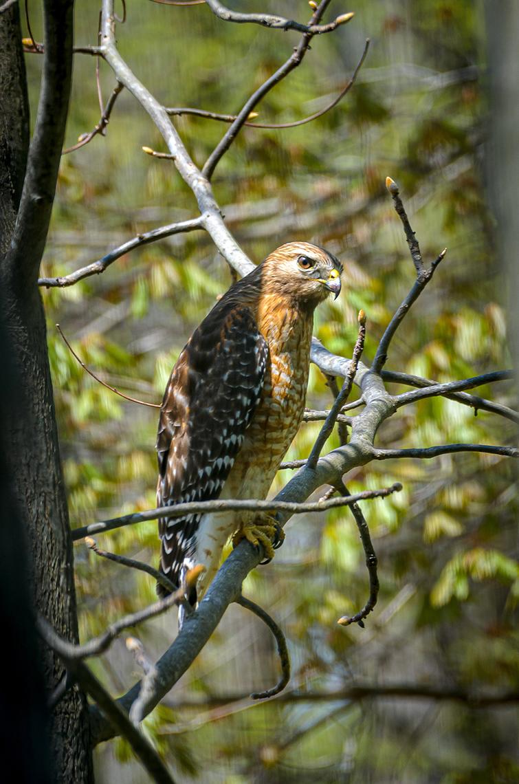 Hawk perched in tree