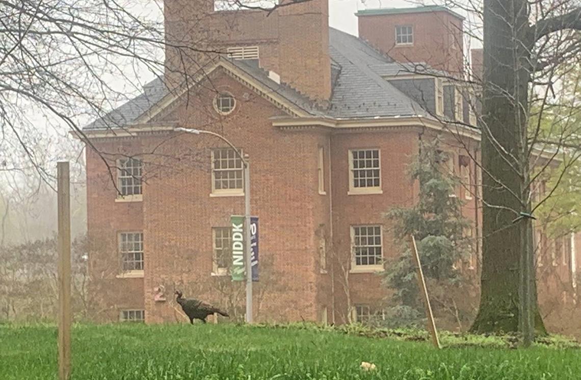 A wild turkey roams