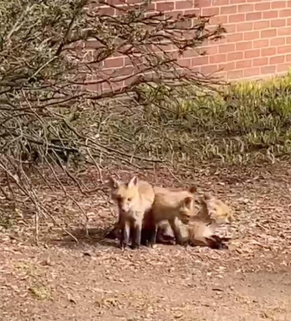 Three kits play near a building