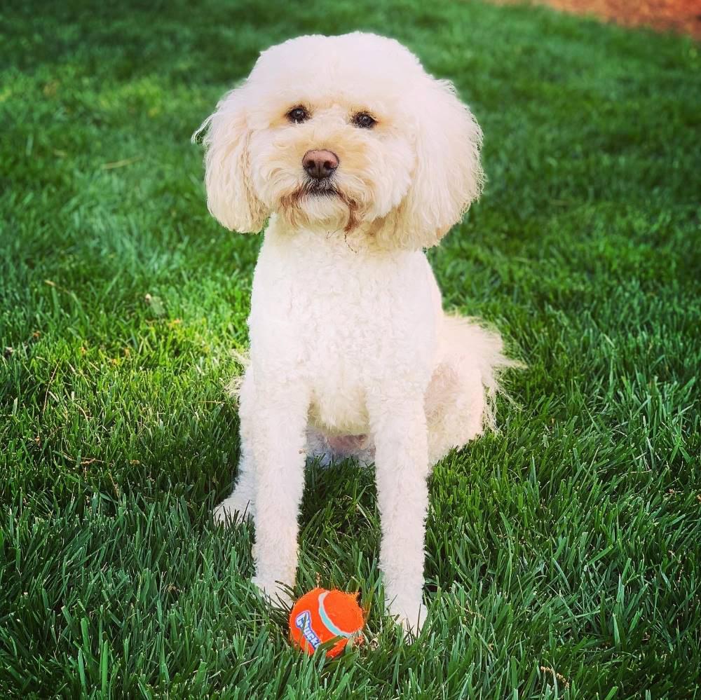 Beans the goldendoodle