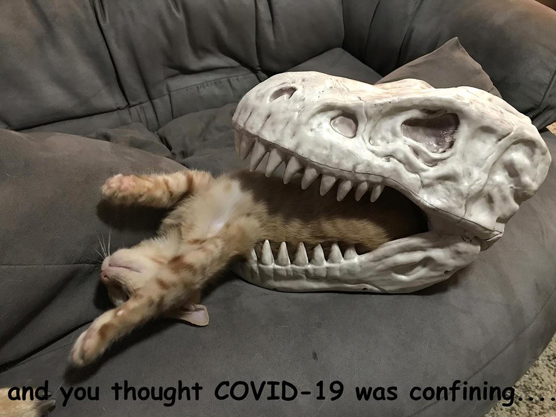 Cat crawls out of plastic dinosaur jaws.
