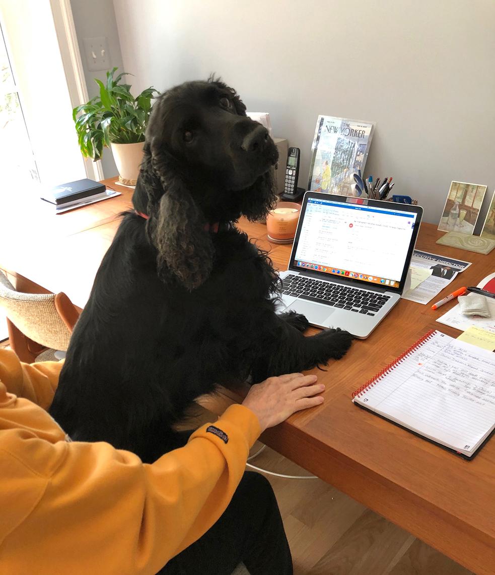 Dog at owner's computer keyboard