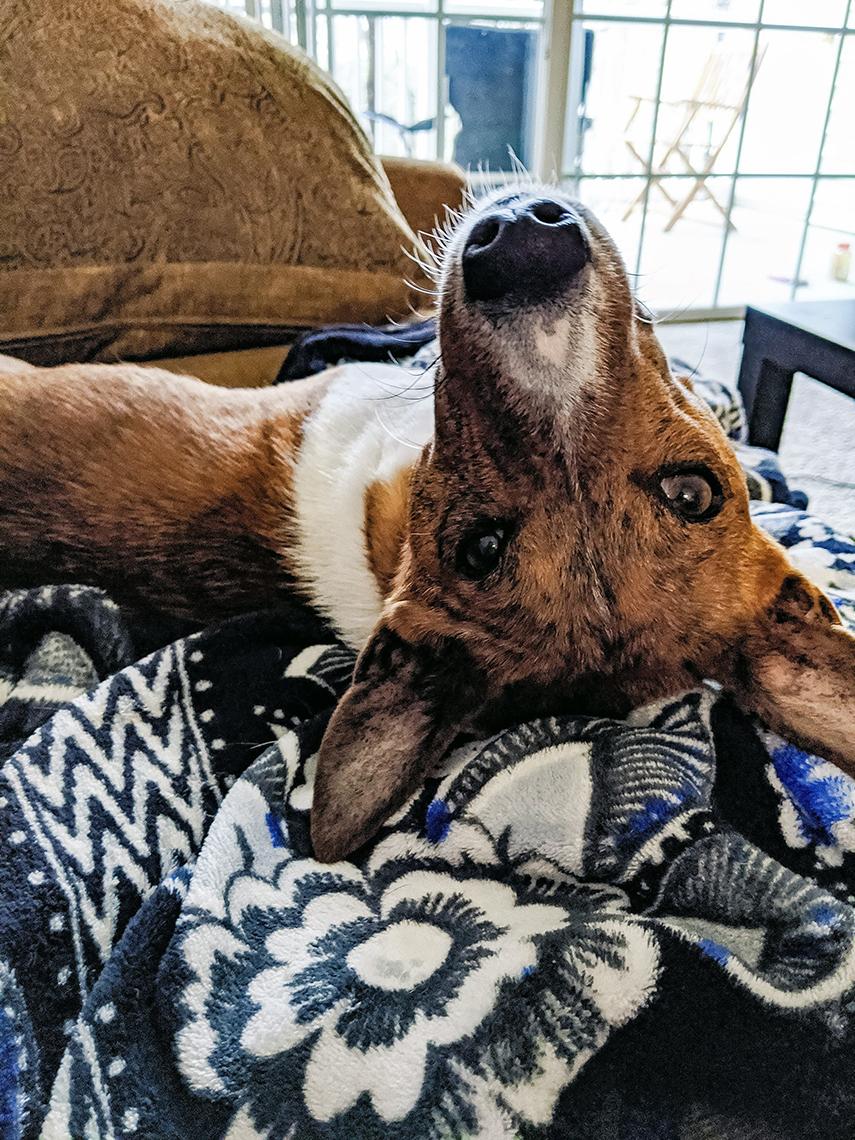 Prone dog peers upward.