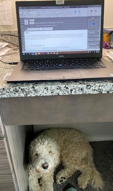 Dog crouches under workstation.