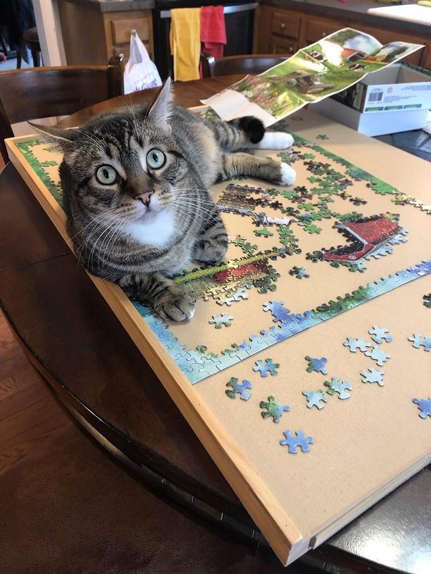 Cat sits atop puzzle.