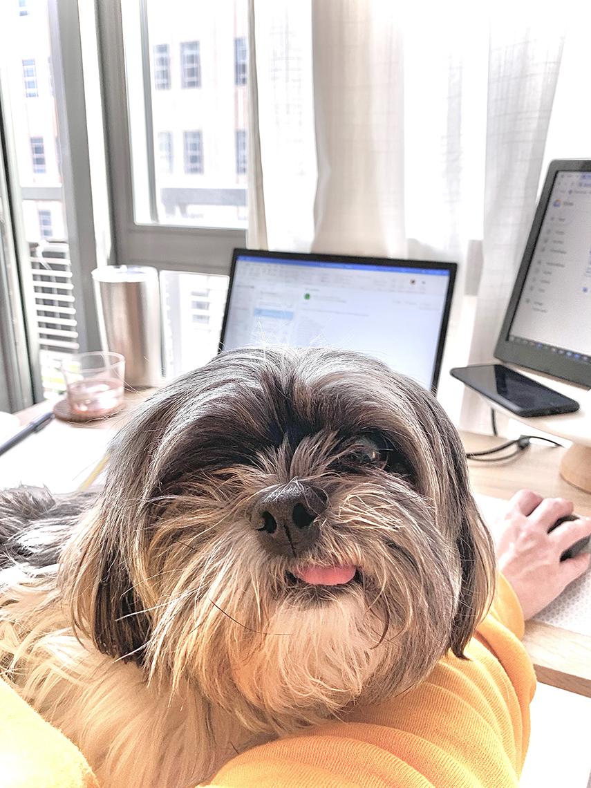 Dog sits at owner's workstation.